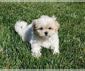 Maltipoo Puppy for Sale in ROSEVILLE, California USA