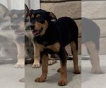 Small #3 Mutt