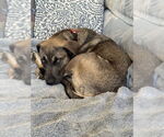Small #3 Mutt