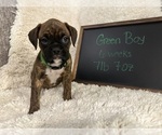Puppy Green Boy Boxer