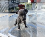 Small Photo #5 American Pit Bull Terrier Puppy For Sale in STREAMWOOD, IL, USA