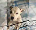 Small #3 American Pit Bull Terrier Mix