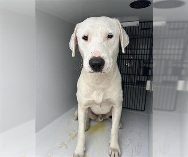 Medium Photo #1 Labrador Retriever-Unknown Mix Puppy For Sale in Houston, TX, USA