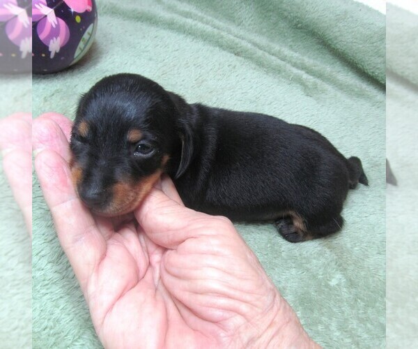 Medium Photo #8 Dachshund Puppy For Sale in RATTAN, OK, USA