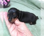 Small #7 Dachshund