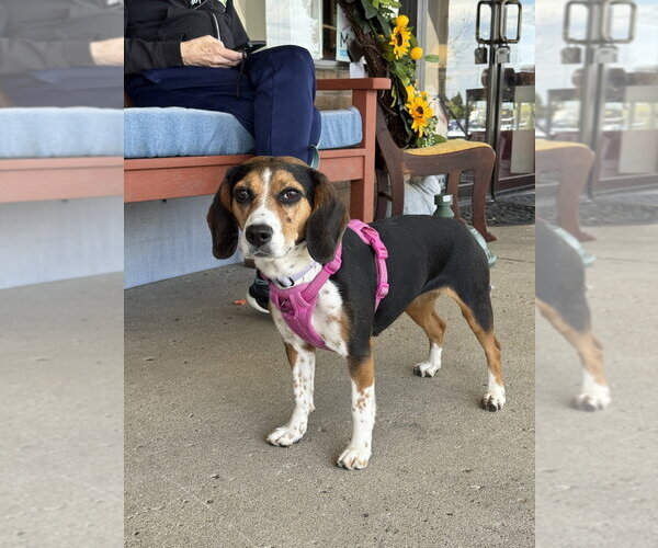Medium Photo #3 Beagle Puppy For Sale in Mundelein, IL, USA
