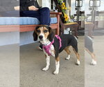 Small #2 Beagle