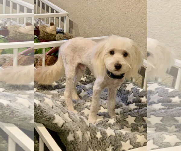 Medium Photo #7 Maltipoo (Toy) Puppy For Sale in Santa Clarita, CA, USA