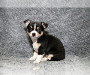 Medium Chihuahua