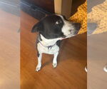 Small American Pit Bull Terrier Mix