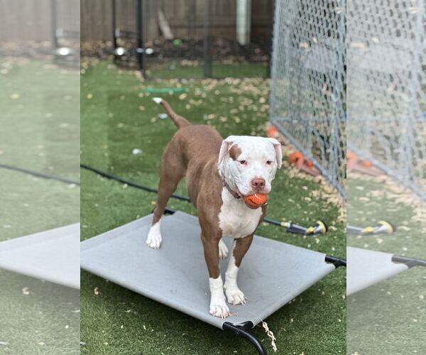 Medium Photo #4 Bullypit Puppy For Sale in SACRAMENTO, CA, USA