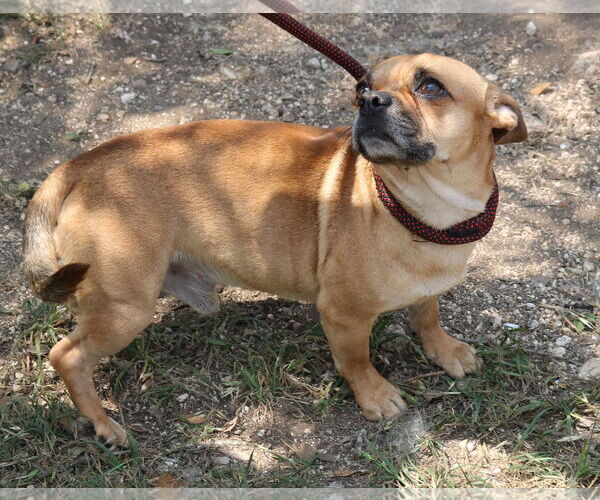 Medium Photo #3 Chug Puppy For Sale in Bandera, TX, USA