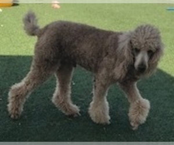 Medium Photo #1 Labradoodle Puppy For Sale in SAN DIEGO, CA, USA