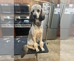 Small Photo #1 Goldendoodle Puppy For Sale in EXETER, MO, USA