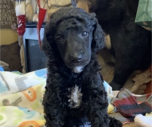 Medium Photo #17 Poodle (Standard) Puppy For Sale in CHETEK, WI, USA