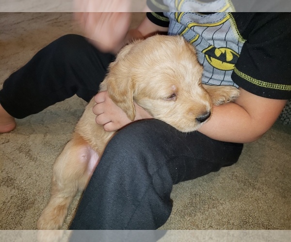 Medium Photo #58 Labradoodle Puppy For Sale in WASHOUGAL, WA, USA