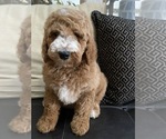 Small Photo #4 Goldendoodle-Poodle (Standard) Mix Puppy For Sale in RICHMOND, IL, USA