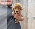 Small Photo #1 Goldendoodle (Miniature) Puppy For Sale in MCMINNVILLE, TN, USA