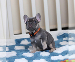 Small Photo #3 French Bulldog Puppy For Sale in GREENPORT, NY, USA
