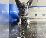 Small #18 French Bulldog