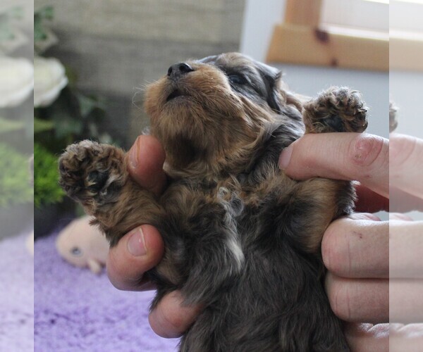 Medium Photo #5 Cavapoo (Miniature) Puppy For Sale in CARLISLE, KY, USA