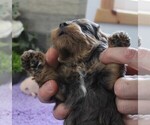 Small #4 Cavapoo (Miniature)