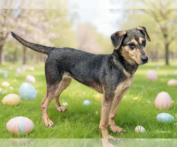 Medium Photo #6 Mutt Puppy For Sale in Talladega, AL, USA