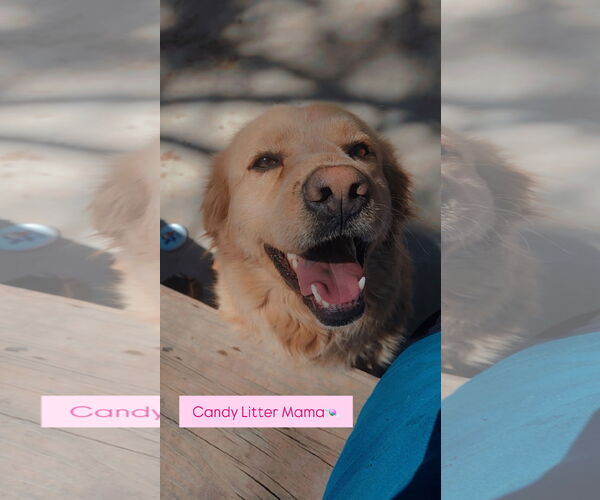 Medium Photo #2 Golden Retriever-Unknown Mix Puppy For Sale in Grafton, WI, USA