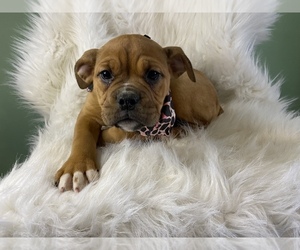 Olde English Bulldogge Puppy for sale in BEECH GROVE, IN, USA