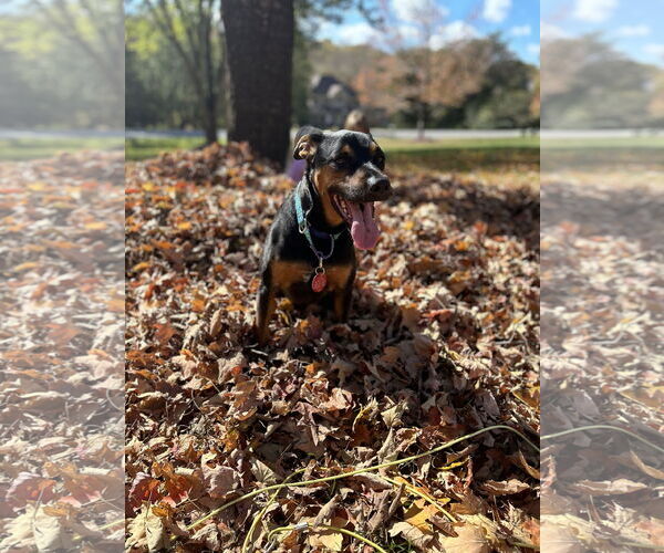 Medium Photo #11 Mutt Puppy For Sale in Forest, VA, USA