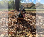 Small #10 Mutt
