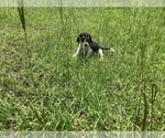 Small Photo #12 Beagle Puppy For Sale in COLDSPRING, TX, USA
