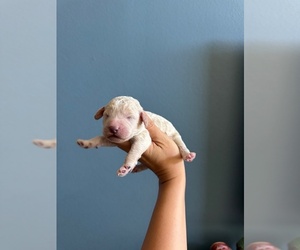 Australian Labradoodle Puppy for sale in REDLANDS, CA, USA
