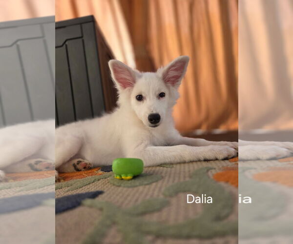 Medium Photo #1 Mutt Puppy For Sale in Morganville, NJ, USA