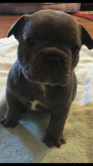 French Bulldog Puppy for sale in GREENWOOD, CA, USA
