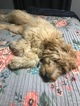 Small Photo #2 Goldendoodle Puppy For Sale in GR, MI, USA