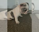 Small Photo #1 French Bulldog Puppy For Sale in BRIDGEPORT, CT, USA