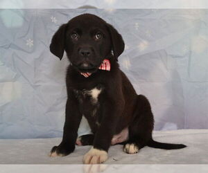 Boxer-German Shepherd Dog Mix Dogs for adoption in Oroville, CA, USA