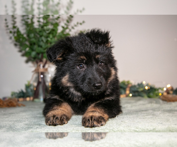 Medium Photo #3 German Shepherd Dog Puppy For Sale in SHIPSHEWANA, IN, USA