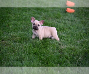 French Bulldog Puppy for sale in CHICAGO, IL, USA