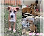 Small #1 Mutt