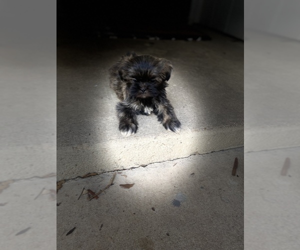 Medium Photo #2 Shih Tzu Puppy For Sale in KILLEEN, TX, USA