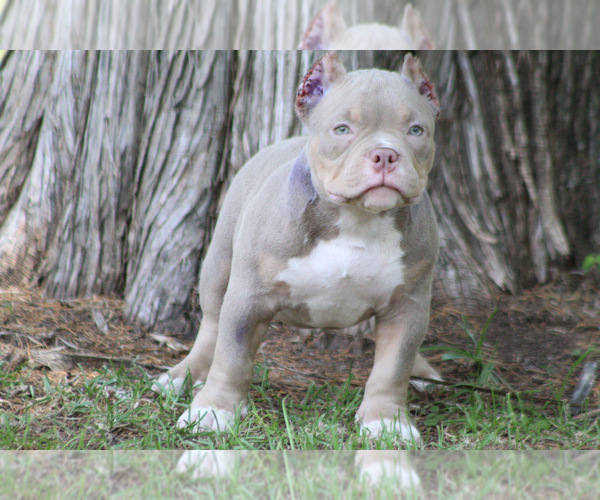 Medium Photo #7 American Bully Puppy For Sale in MOUNT OLIVE, AL, USA