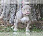 Small #6 American Bully