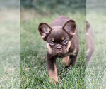 Puppy Chunky French Bulldog