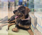 Small #1 Mutt