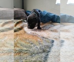 Puppy 7 Boxer-Mastiff Mix