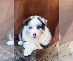 Small #2 Australian Shepherd