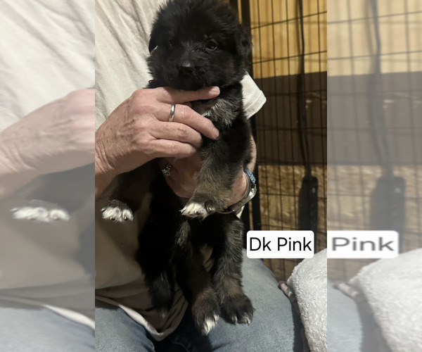 Medium Photo #1 German Shepherd Dog Puppy For Sale in LA FAYETTE, NY, USA