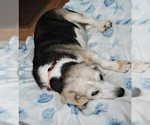 Patience - Female Beagle Dog for Adoption - Photo #5